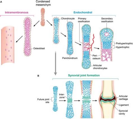 Bioverres pour l'Ossification et la Réparation Tissu!