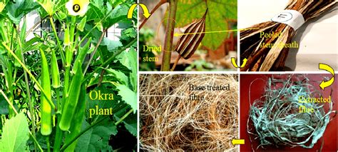 Okra Fibre: Durable Textile Solution for High-Performance Applications!